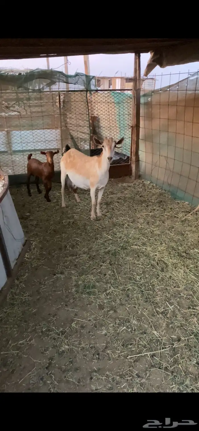 عنز جنوبيه تحتها تيس 2