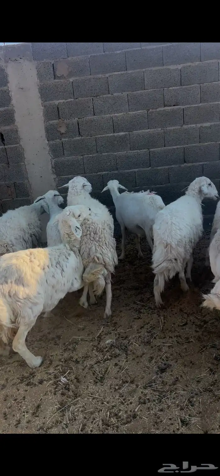 غنم حريات للبيع 1