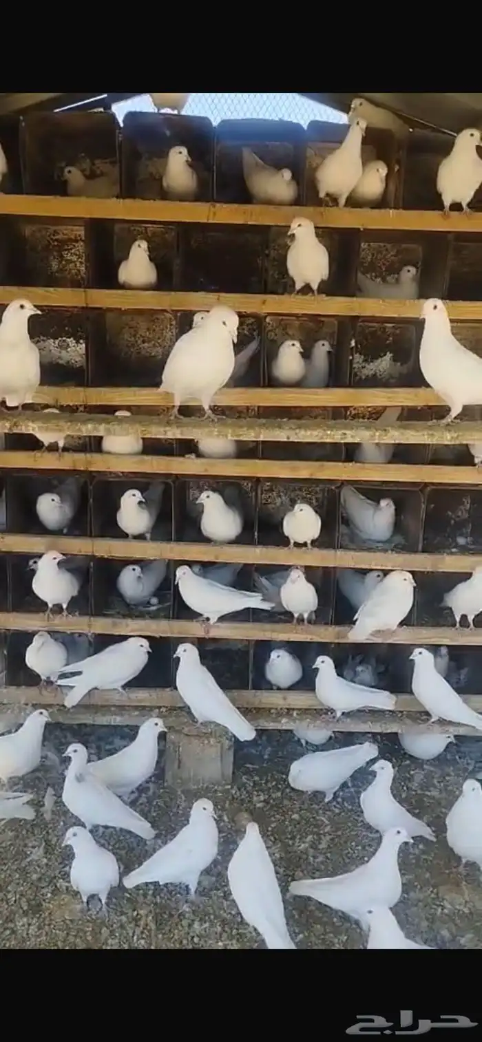 حمام فرنسي سوبر جامو منتج 1