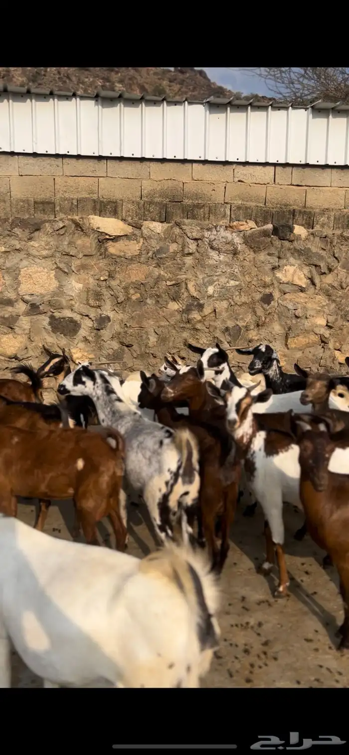 معزا للبيع اقبل بدل هايلكس مديل 10 وطالع 2