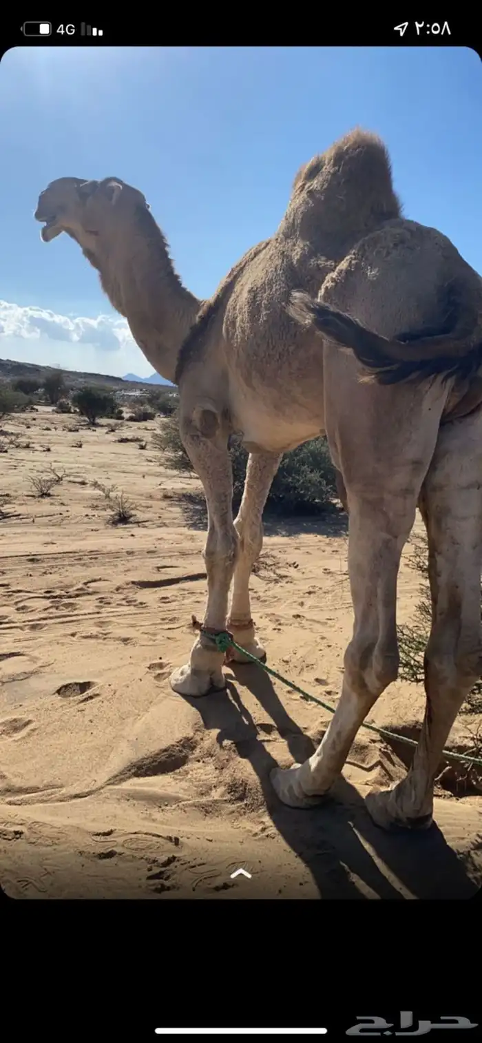 البيع البعير الطيب ورتفاع ومد والوبره العكشى وعلى جميع الشر 0