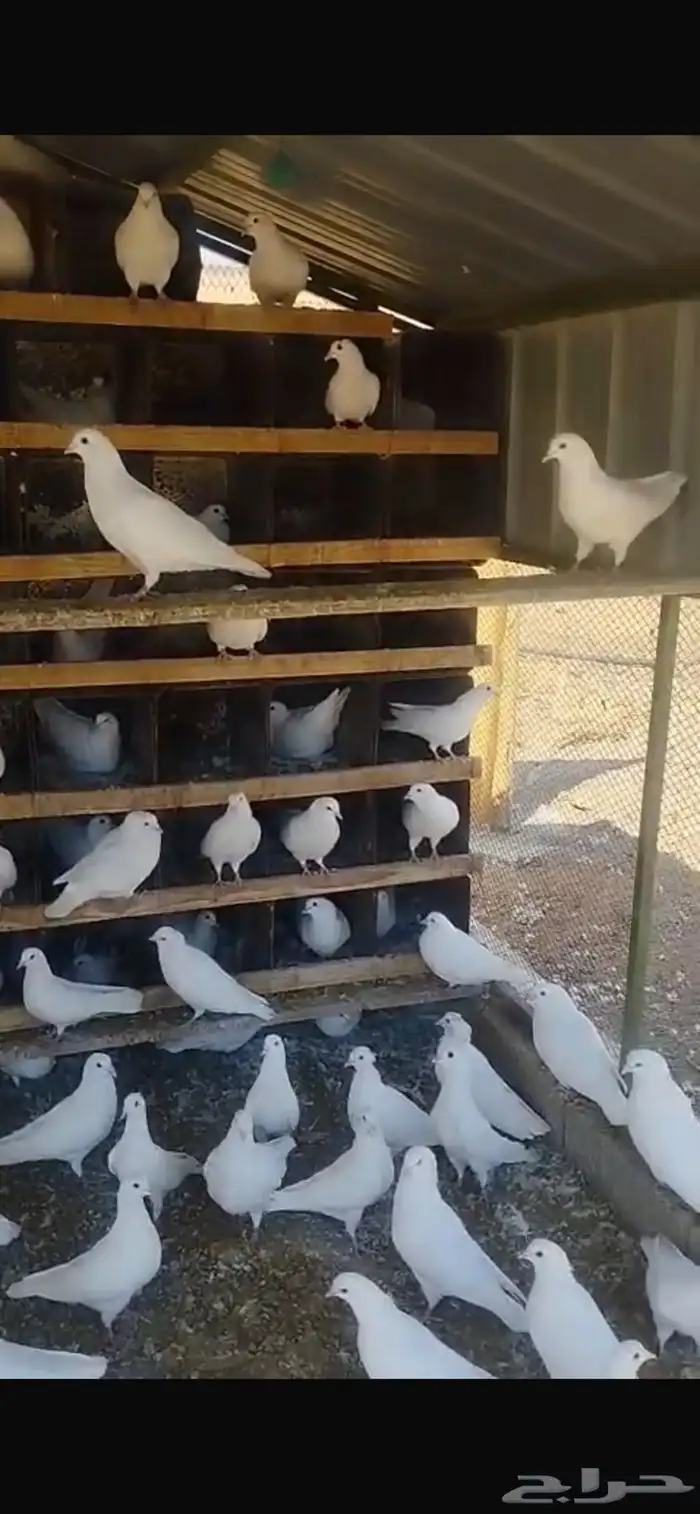 حمام فرنسي سوبر جامو منتج 2