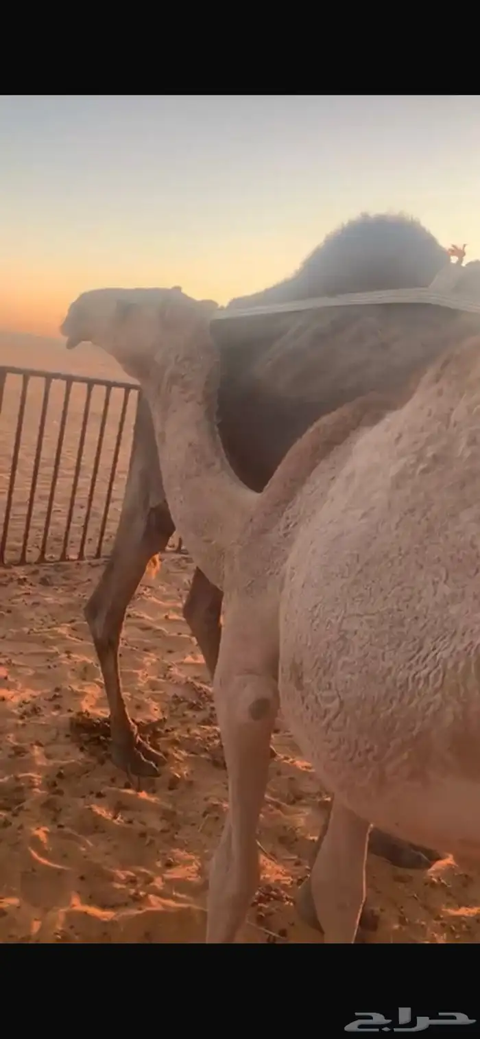 قعدان مفاريد للبيع 3