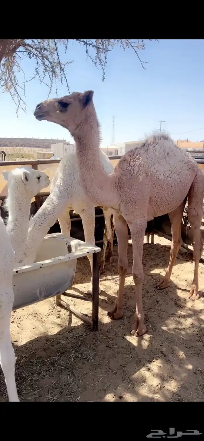 بكره تربيه نظيفه 1