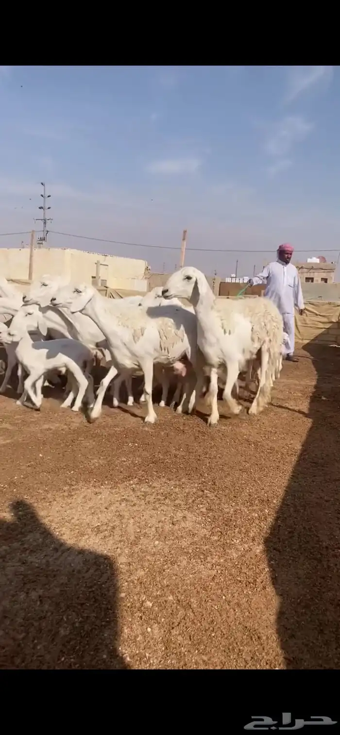 غنم حريات متابيع 2