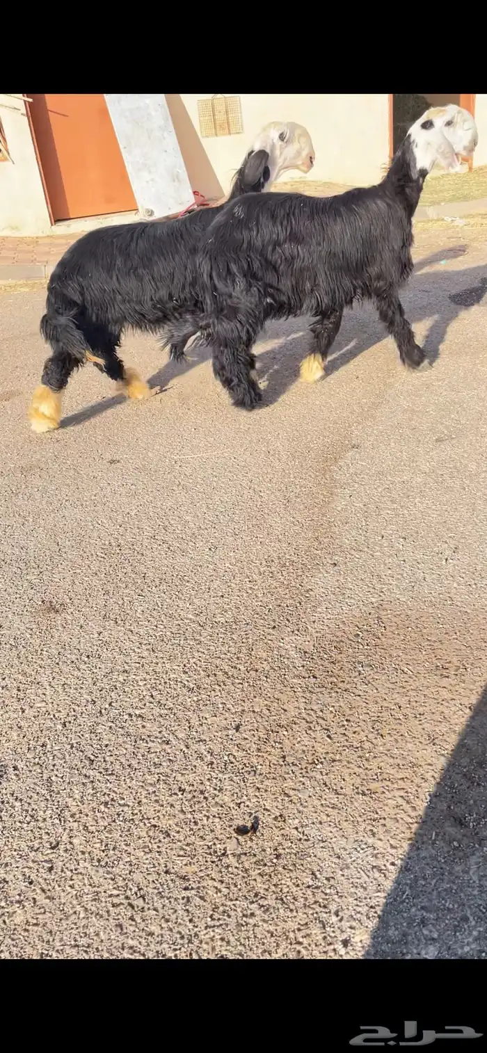 الرخال نجد صنف 0