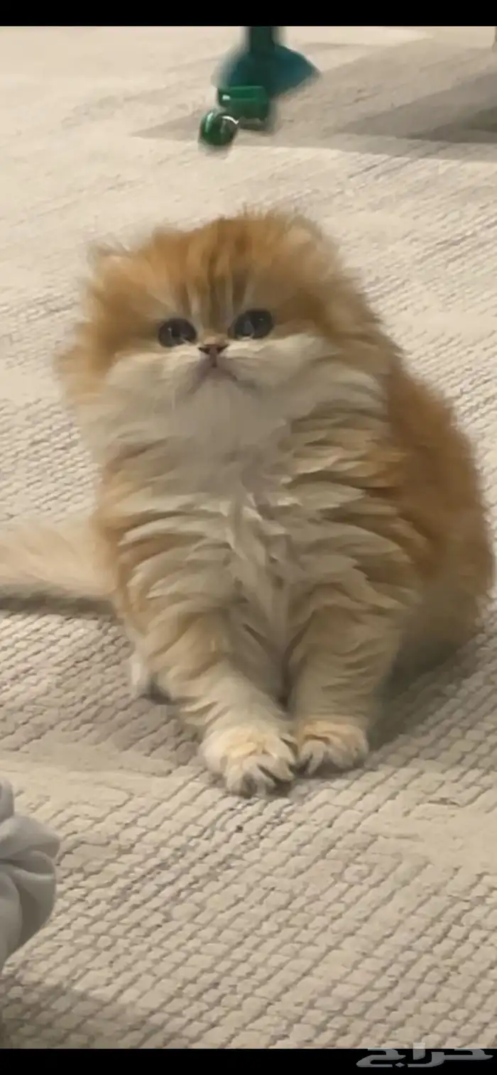 بريتش قطه قط برتش كتن 0