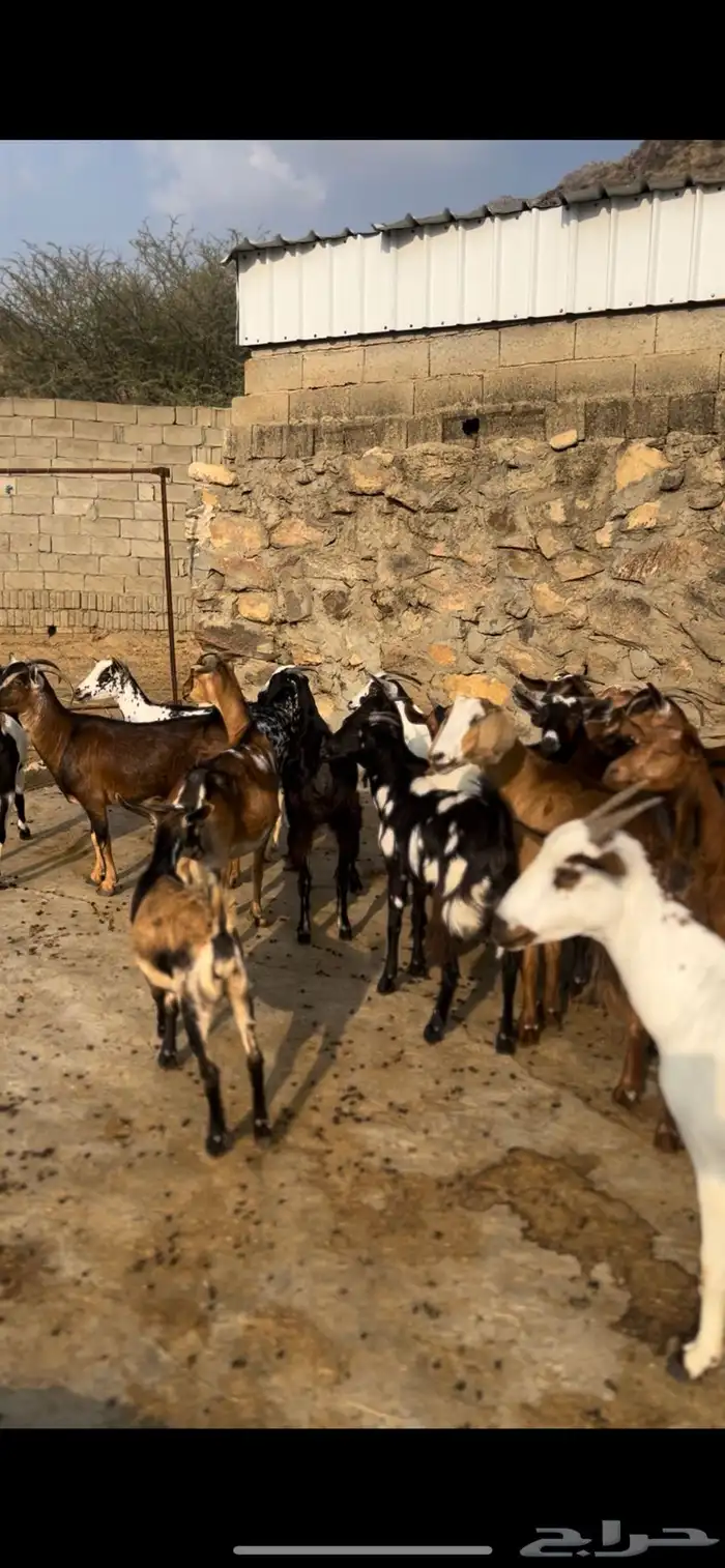 معزا للبيع اقبل بدل هايلكس مديل 10 وطالع 1