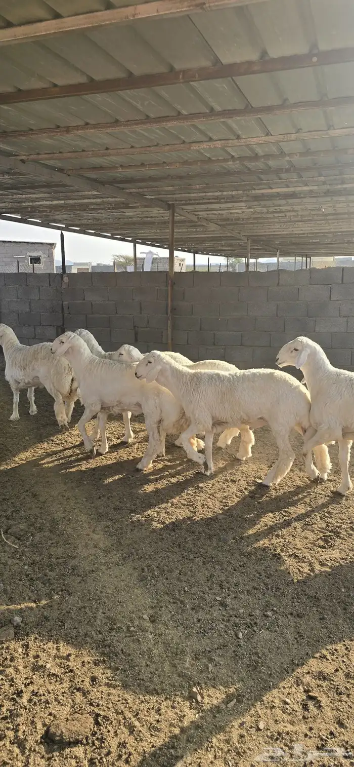 طليان حريات جبرة 2