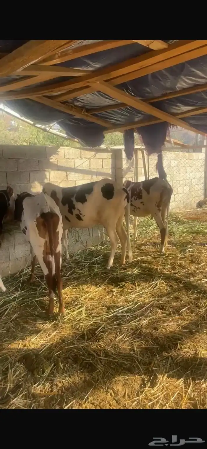 بقر للبيع 2