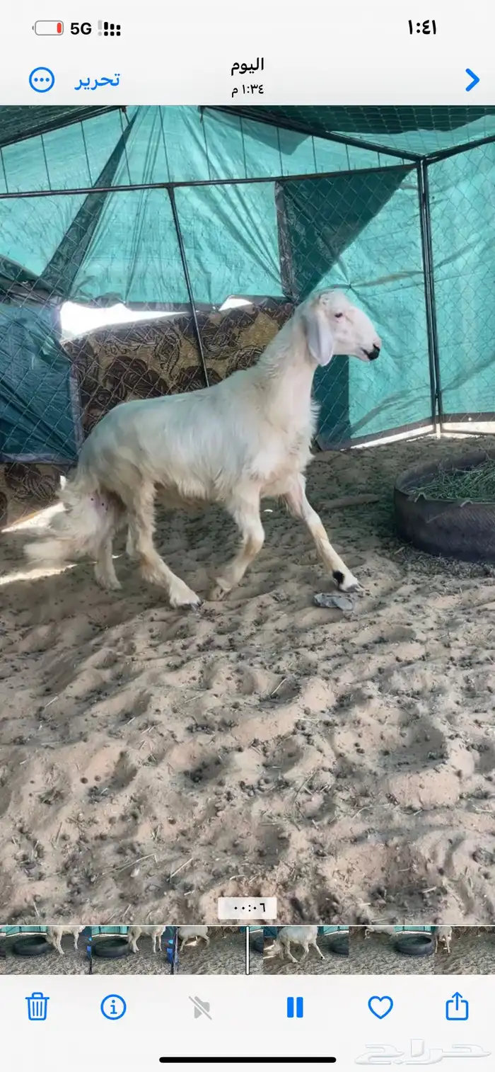 خروف اصفر شي فاخر 1