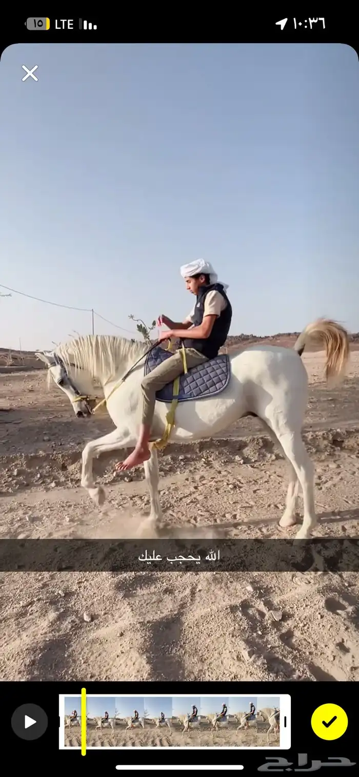 حصان كفو لا اللبيع 1