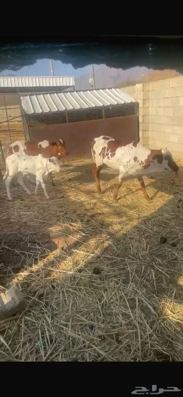 بقر للبيع 15