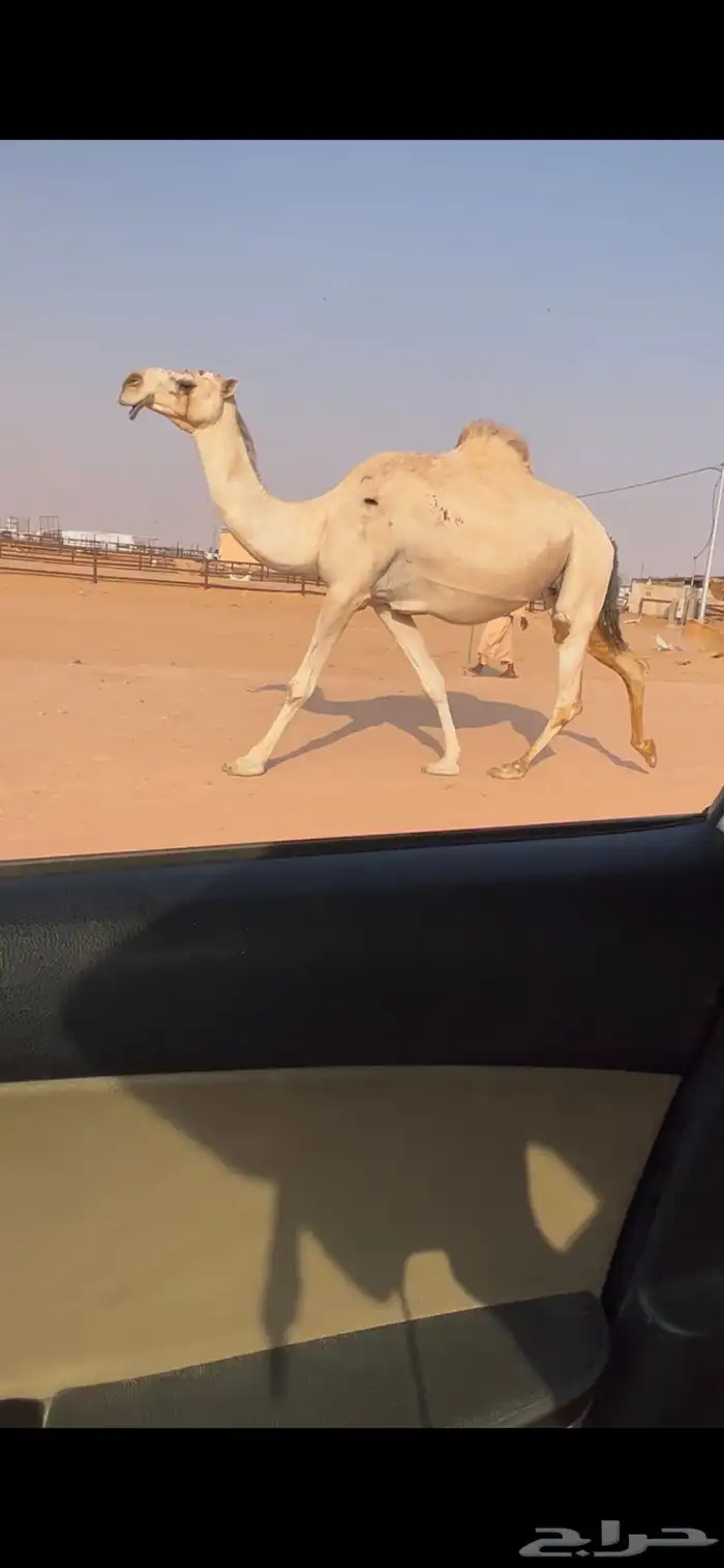 لقحه شقحا طيبه 2