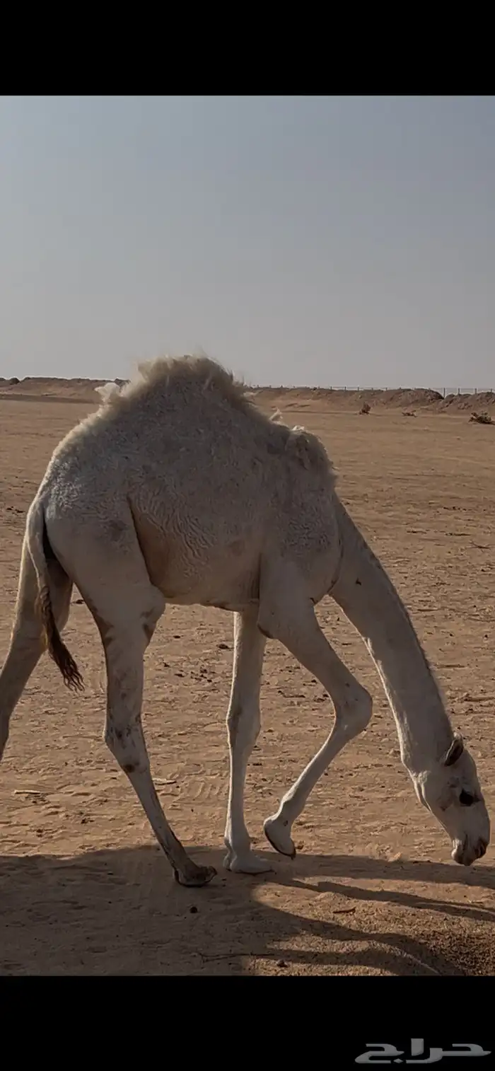 قعود 2 بريه طيبه 3