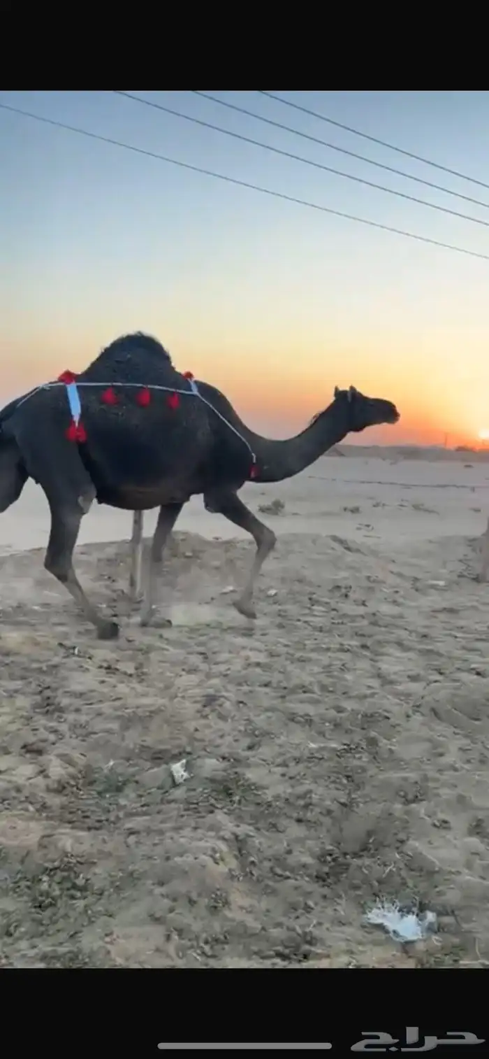 زرقا ملاقي 1