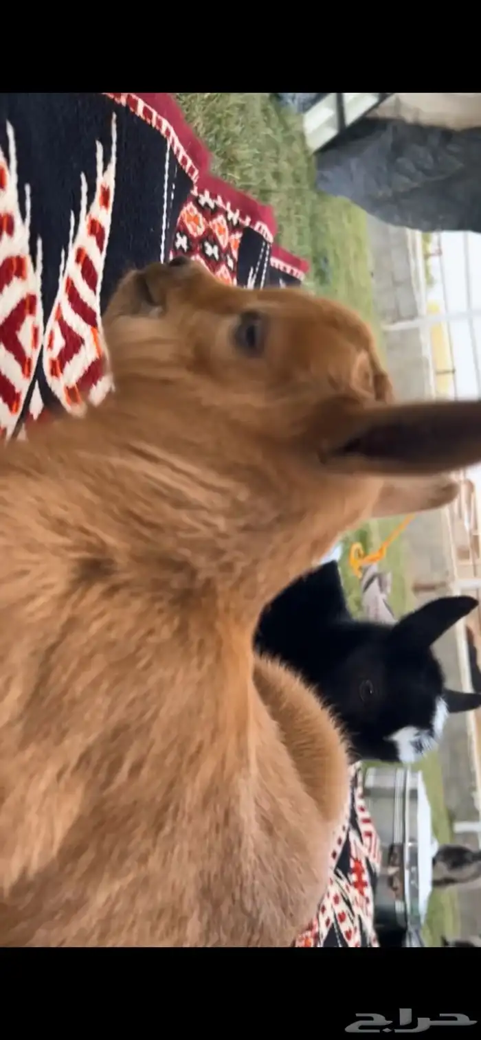 ماعز القزم 7