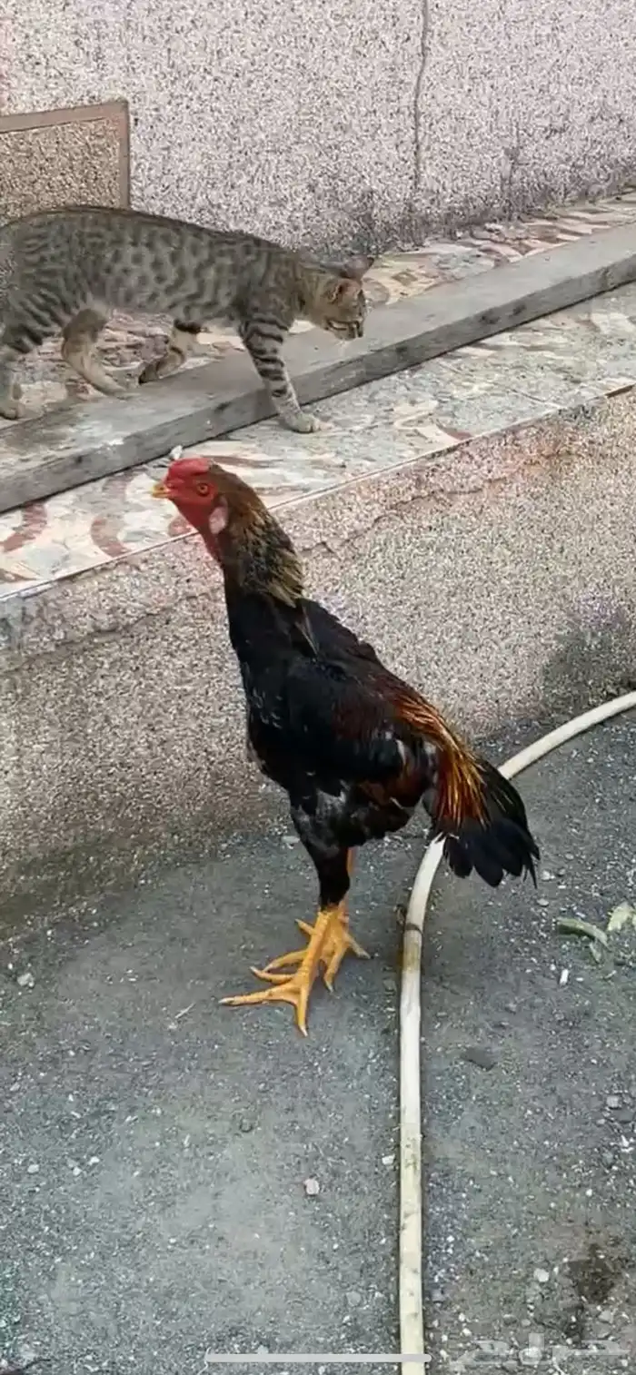 جوز شامو ياباني 0