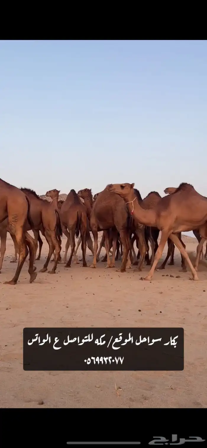 بكار سواحل 7