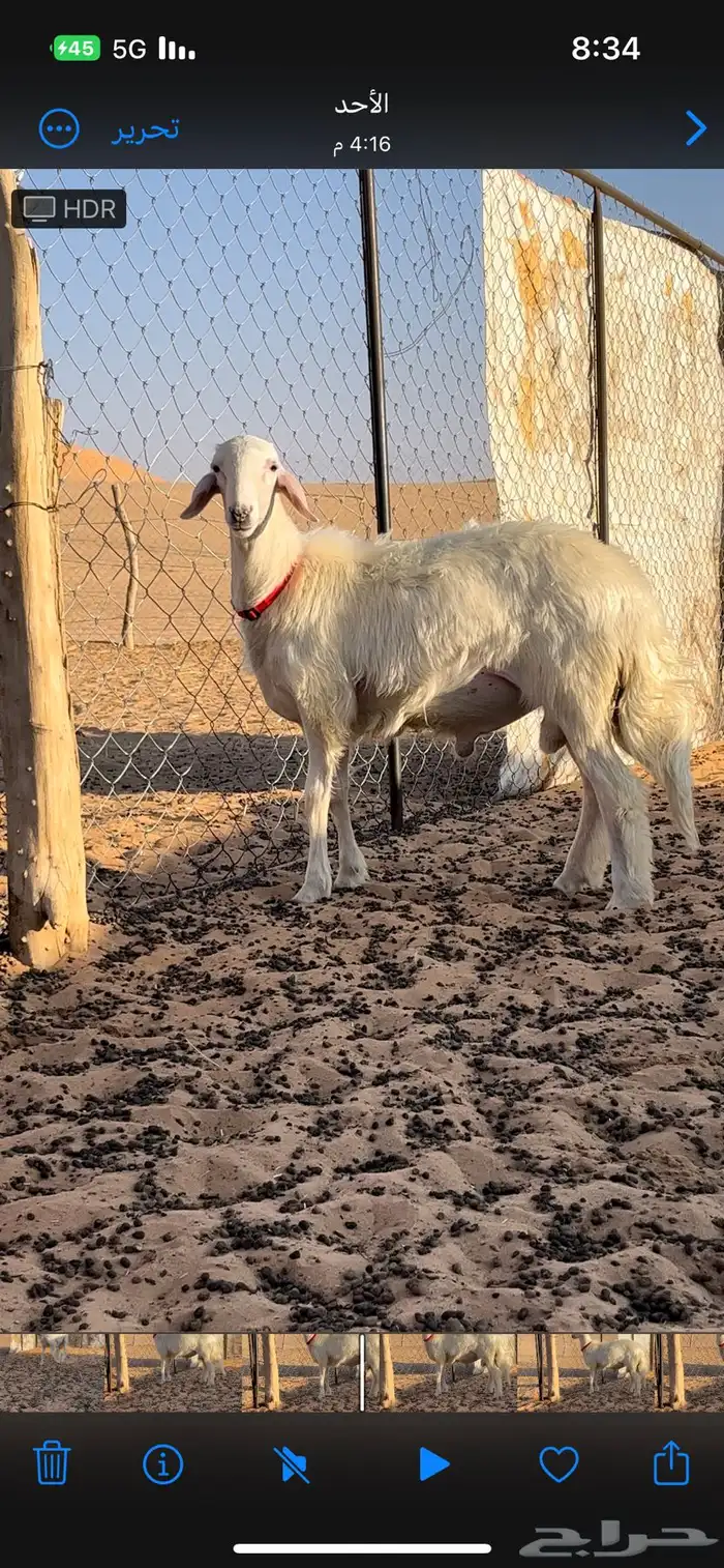 خروف أصفر فحل مشروط 1