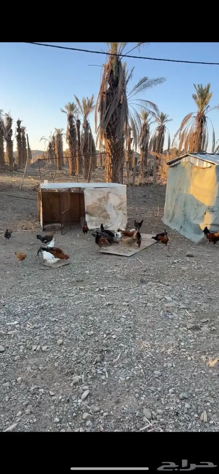 دجاج بلدي شرط 1