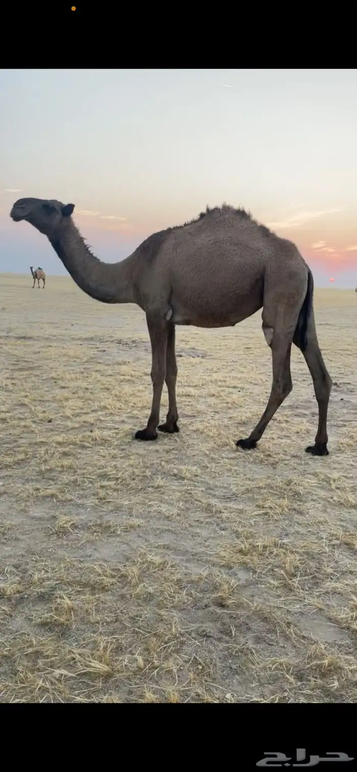 للبيع بكره صفرا باتليه 2