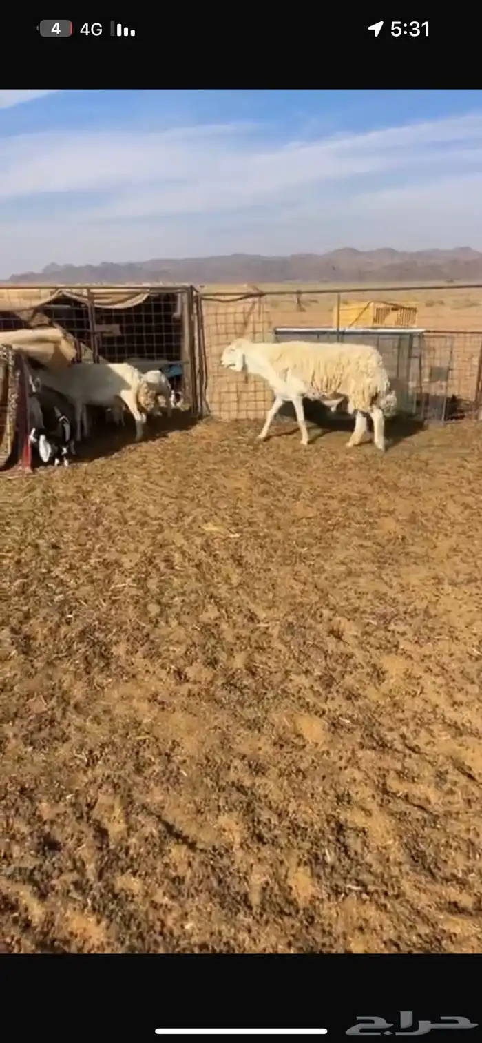 للبيع فحل صنف كفوو 3