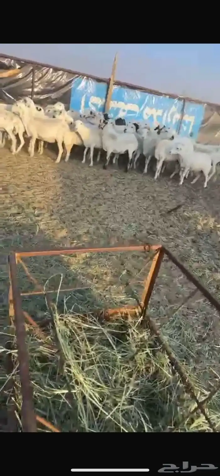 غنم رفد مراح واحد 1