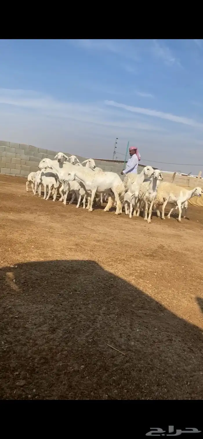 غنم حريات متابيع 3