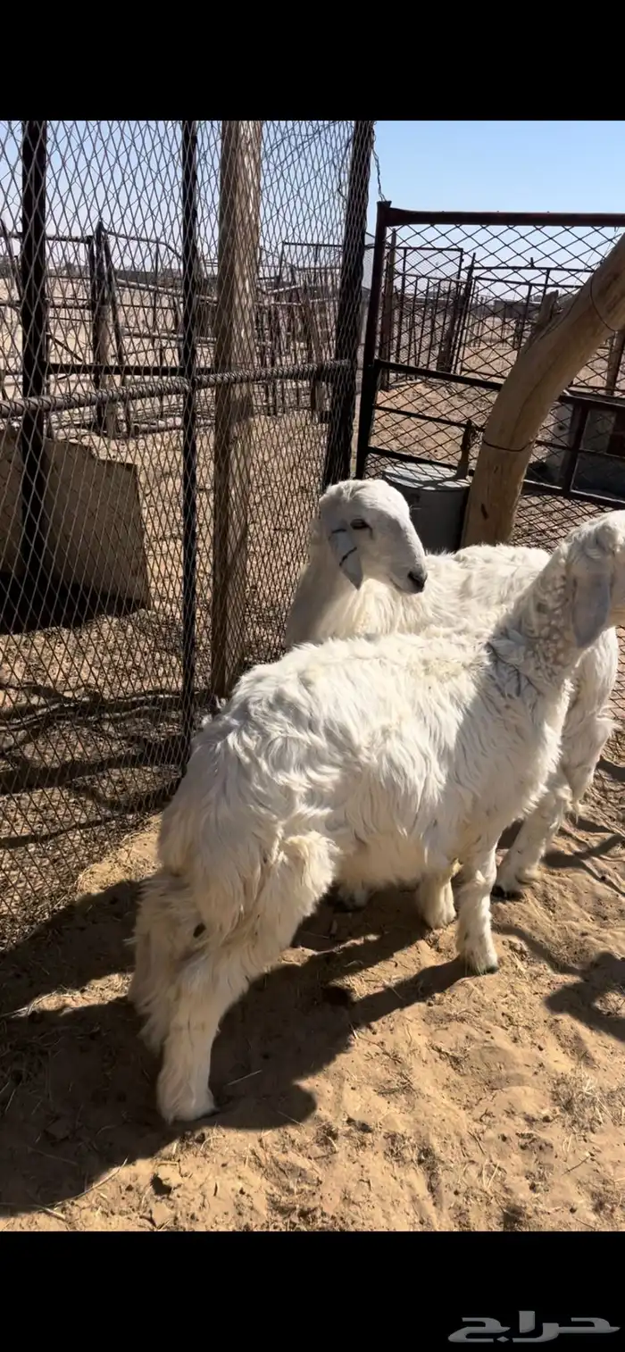 طليان كفو جدا  وبريه 1