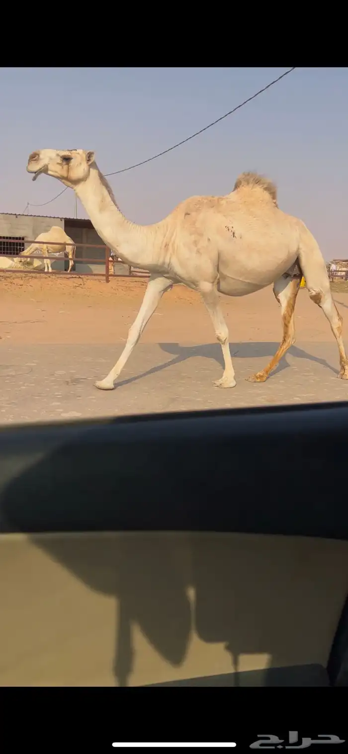 لقحه شقحا طيبه 3