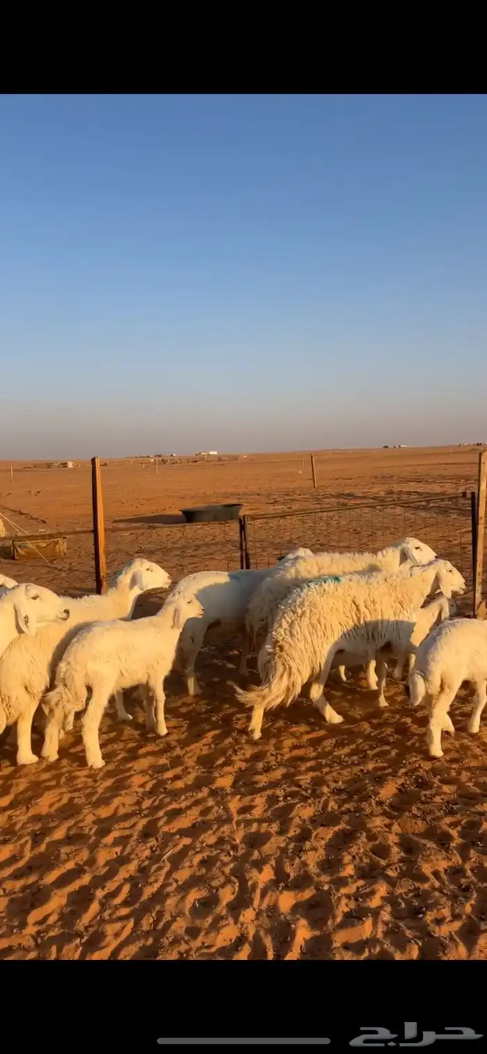 غنم حرش صنف 5