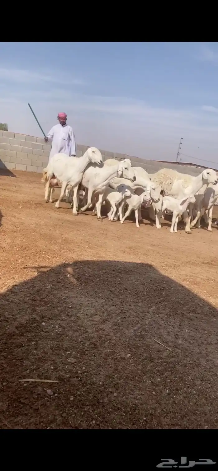 غنم حريات متابيع 5