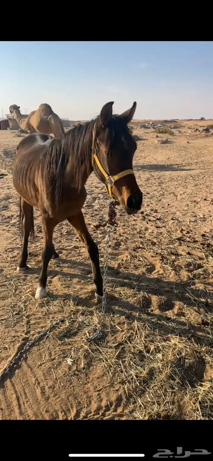 مهر حصان شعبي 0