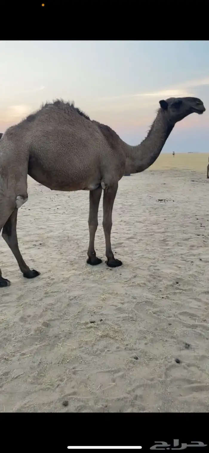 للبيع بكره صفرا باتليه 3