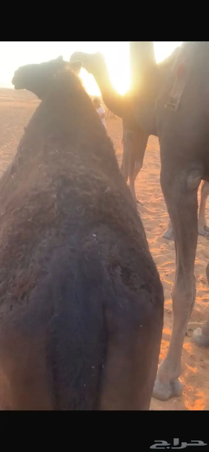 قعدان مفاريد للبيع 1