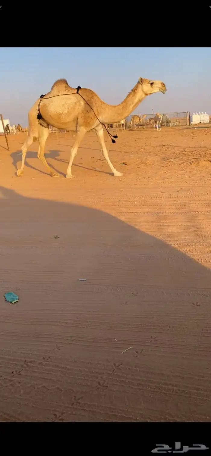 للبيع شقحاء ضروبه طيبه 0