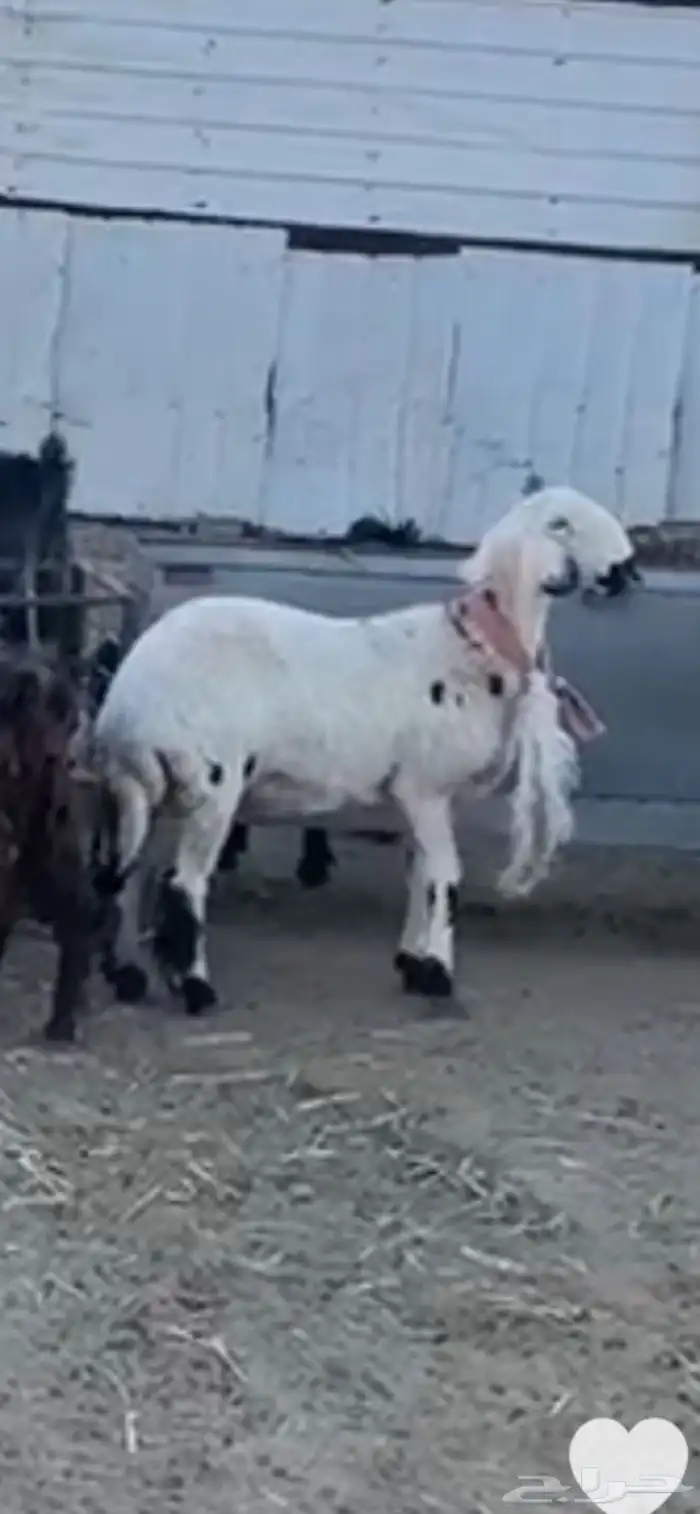 مرياع ضايع يا اهل الخير 0