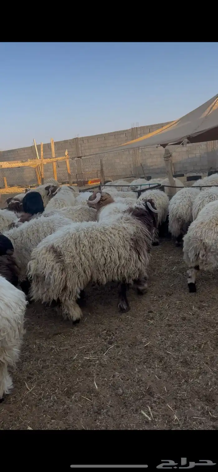 كناور نعيم ( وزن عالي ) 1