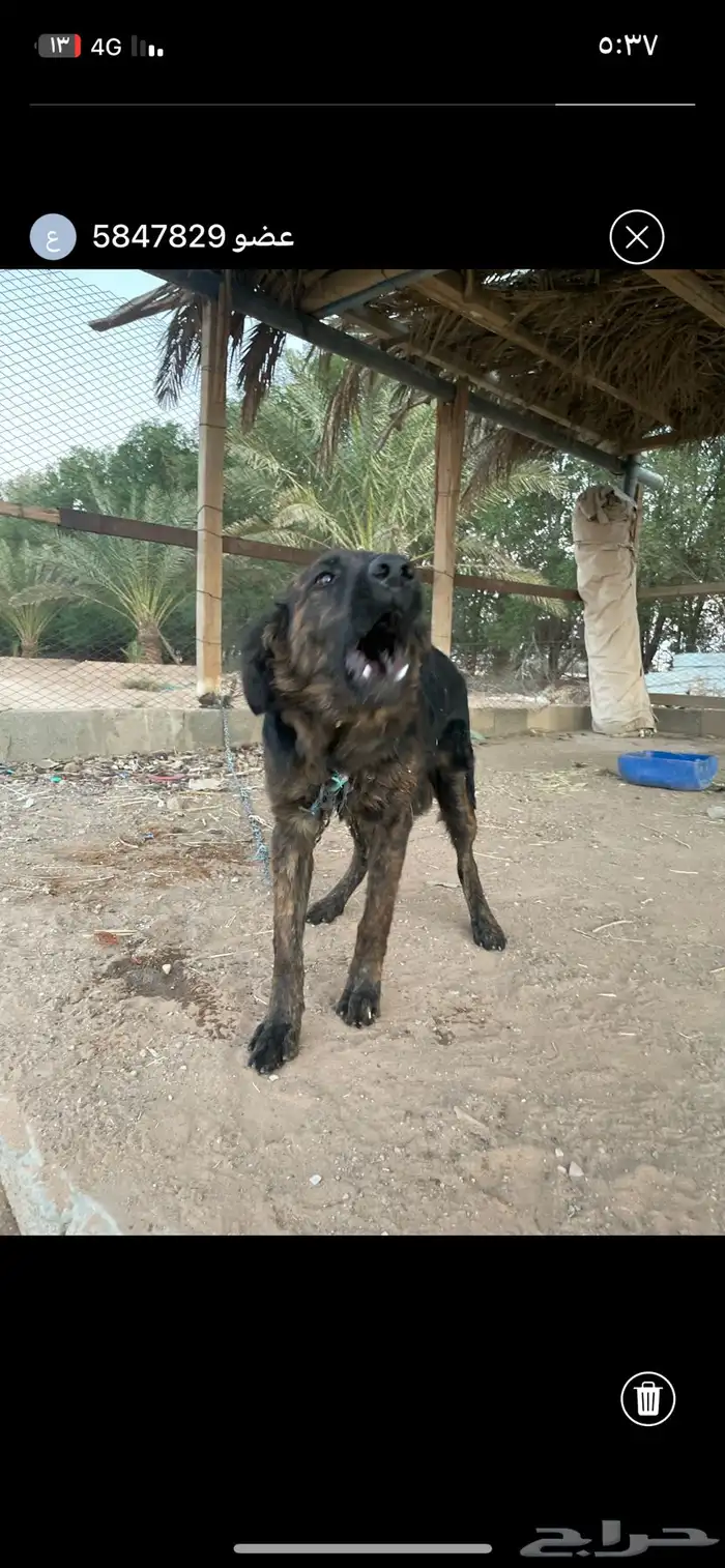 كلب بوليسي كفو نباح عمره شهرين 1