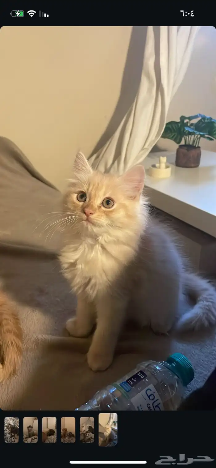 كيتن روسي طويل الشعر 1