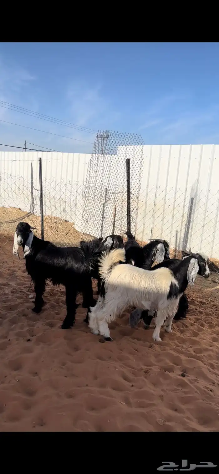 تيوس مخاصي شحم 1