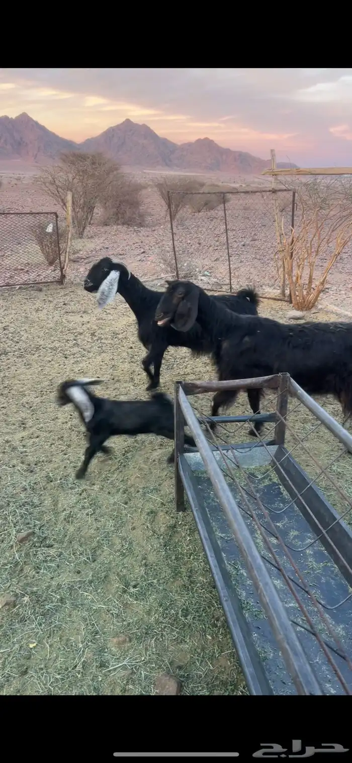 معزا مع عيالها 1