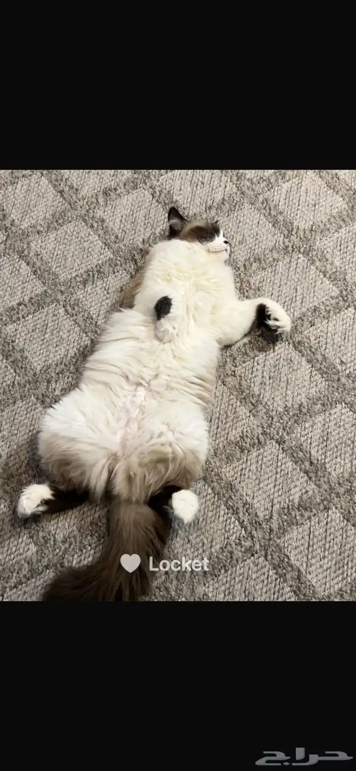 قطه انثى معقمه نظيفه 0