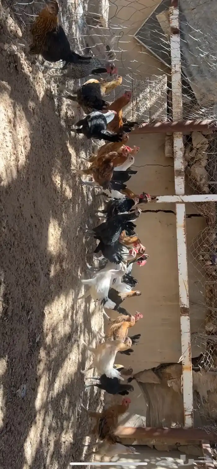 دجاج مشكل اغلبه بلدي بشائر 2