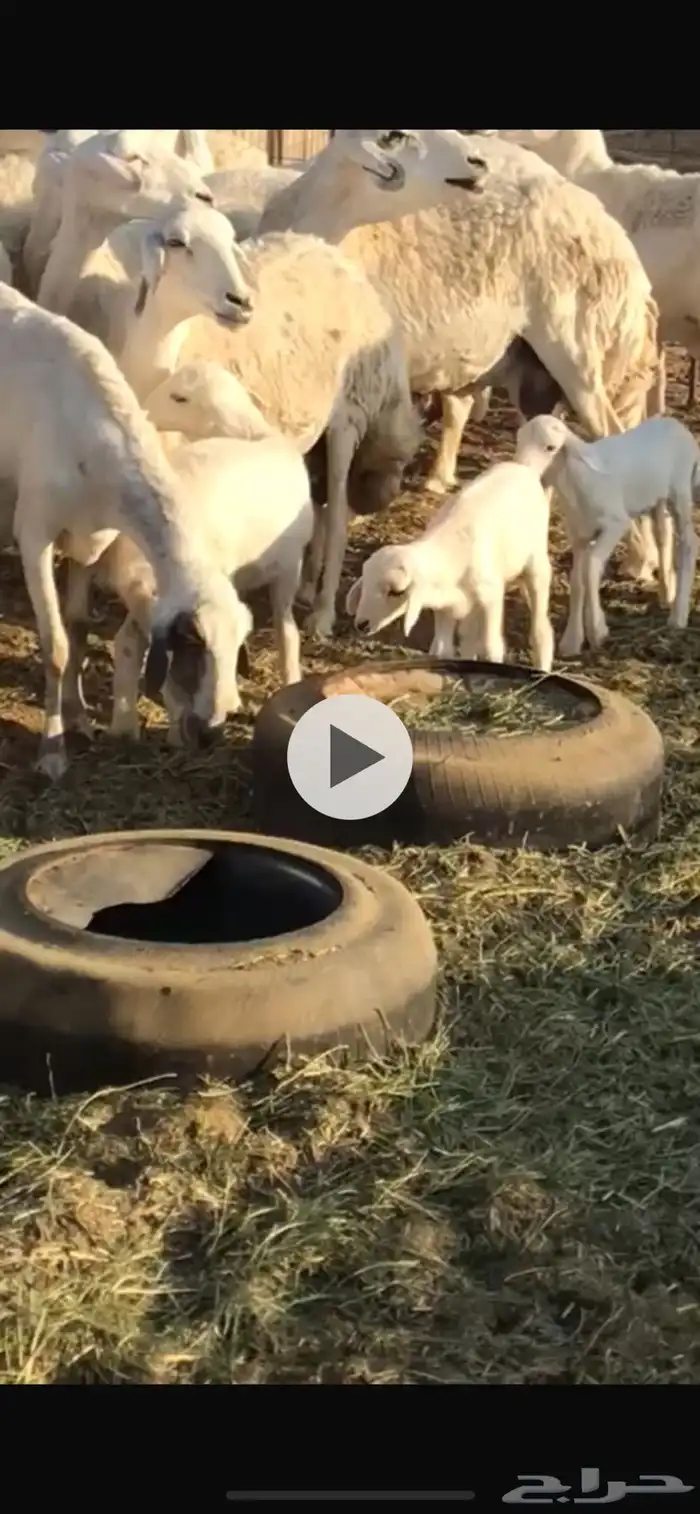 حريات خلفات مطافيل 0