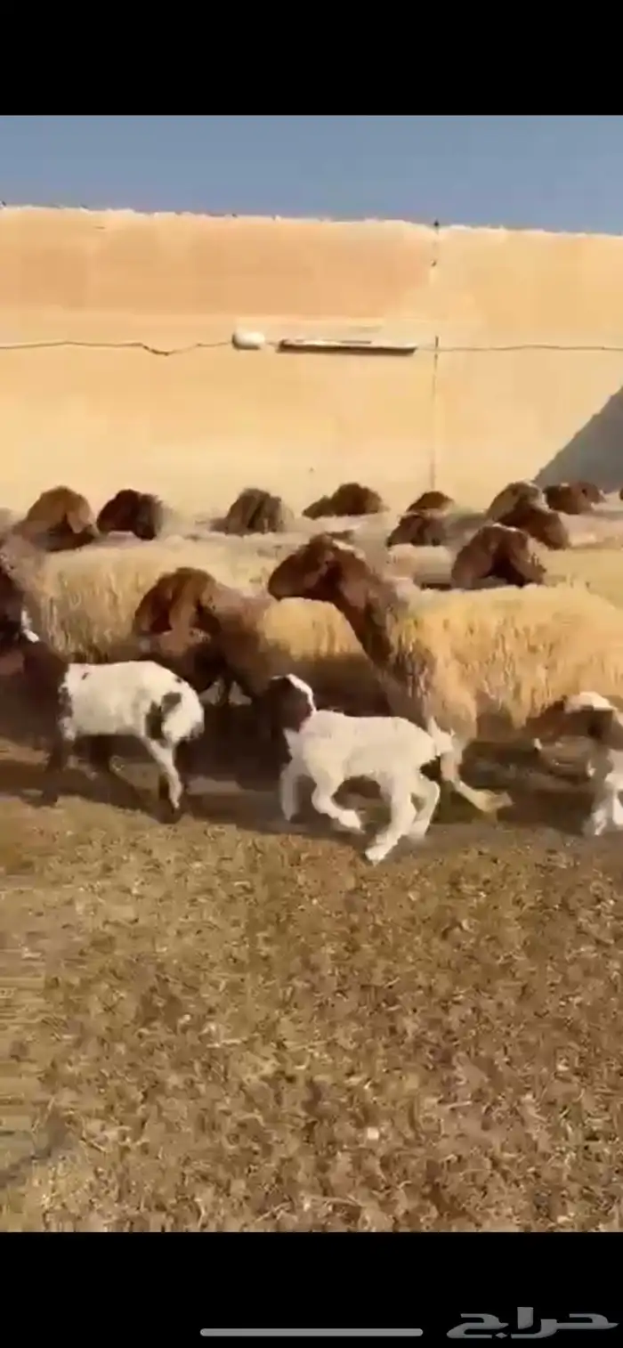 غنم نعيم مطافيل 3