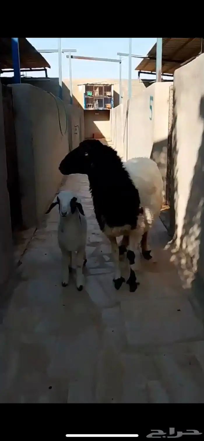 شاه نعيميه متبع 0