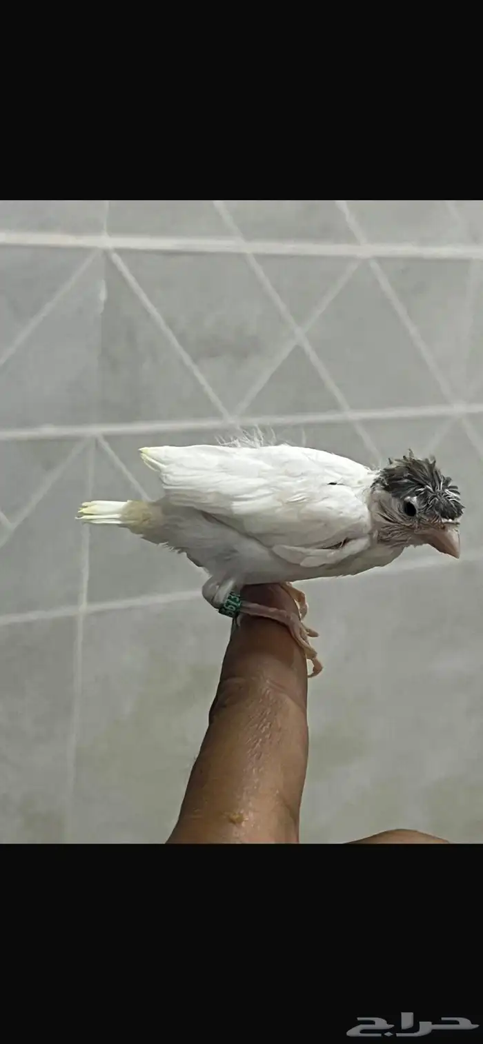 فروخ كناري سوري 2