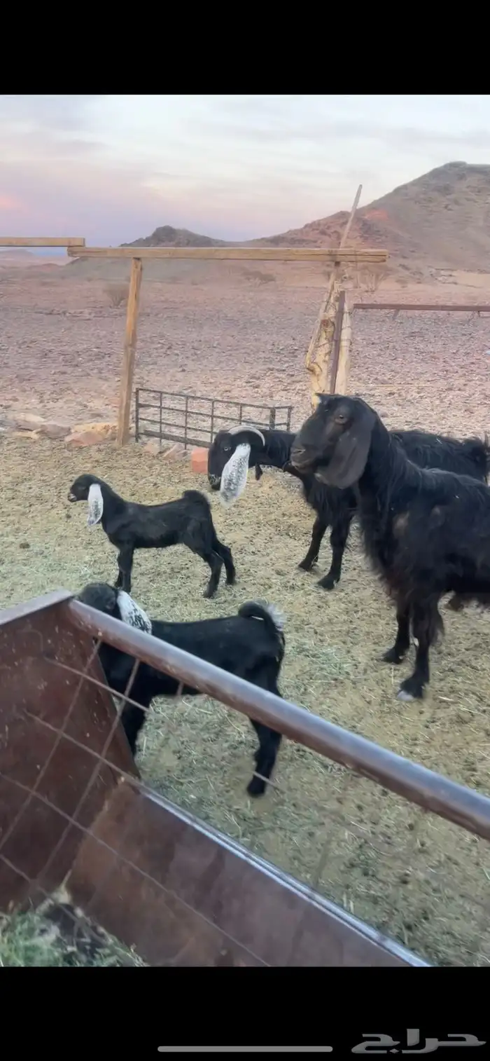 معزا مع عيالها 0